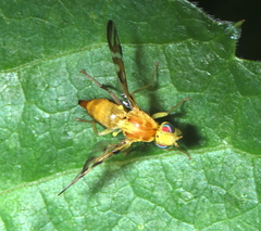 Strauzia longipennis