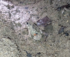 Pleurodema brachyops