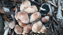 Coprinellus