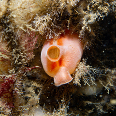 Halocynthia pyriformis