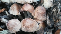 Coprinellus
