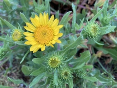 Grindelia nana