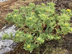 Grindelia nana