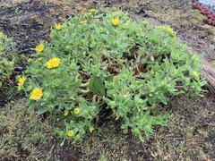 Grindelia nana