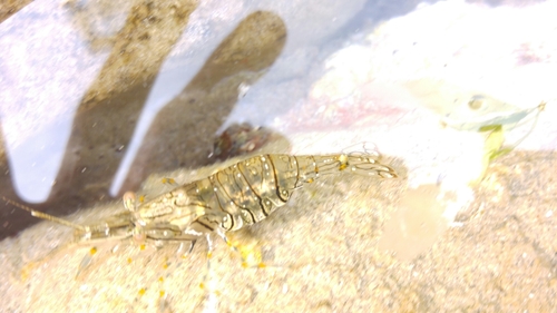 Palaemon elegans