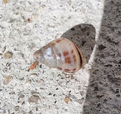 Drymaeus interpunctus