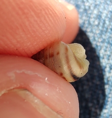 Drymaeus interpunctus