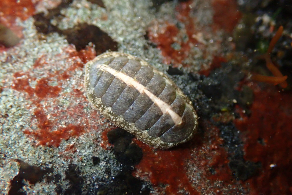 Keep's Chiton