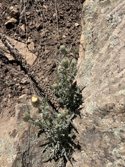 Cirsium canescens