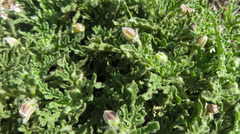 Chamaesaracha coniodes