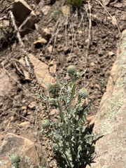 Cirsium canescens