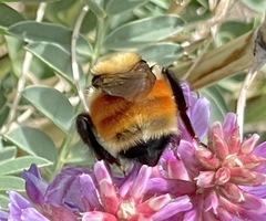 Bombus ternarius