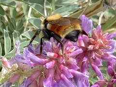 Bombus ternarius