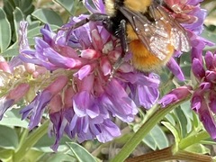 Bombus ternarius