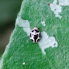 Hyperaspis matronata