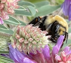 Bombus ternarius