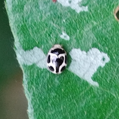 Hyperaspis matronata