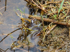 Nerodia sipedon williamengelsi