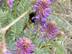 Bombus ternarius