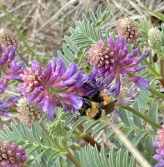 Bombus ternarius