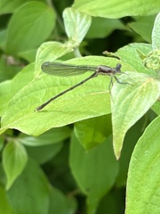 Lestes forcipatus