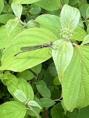 Lestes forcipatus