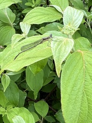 Lestes forcipatus