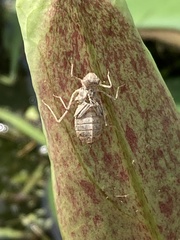 Stylogomphus albistylus