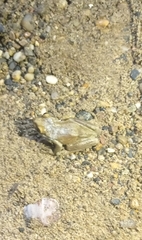 Trachycephalus typhonius