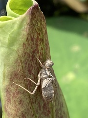 Stylogomphus albistylus