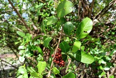Schinus terebinthifolia terebinthifolia
