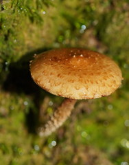 Pholiota squarrosipes