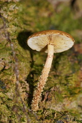 Pholiota squarrosipes