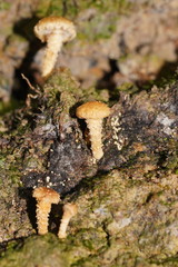 Pholiota squarrosipes