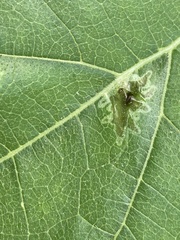 Calycomyza platyptera
