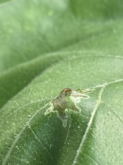 Calycomyza platyptera