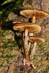 Pholiota squarrosipes