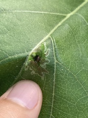Calycomyza platyptera