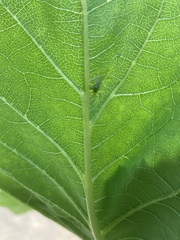 Calycomyza platyptera