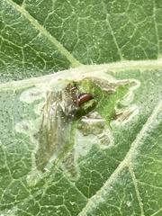 Calycomyza platyptera