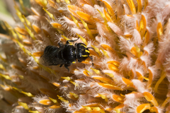 Hylaeus alcyoneus
