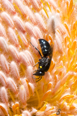 Hylaeus alcyoneus