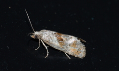 Phalonidia lepidana