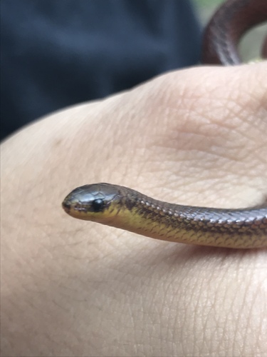 Atractus werneri