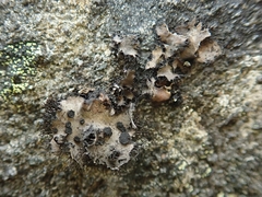 Umbilicaria vellea