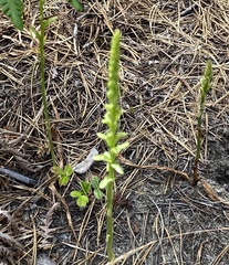 Platanthera transversa