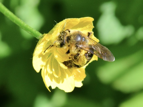 Snowy Mining Bee photo 4