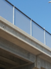 Columba livia