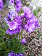 Primula latifolia
