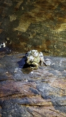 Pleurodema brachyops